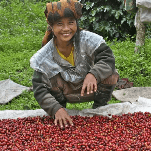 Out Of The Grey Coffee Thoughtfully Sourced | Roasted Daily | Shipping Truly Extraordinary Coffee!