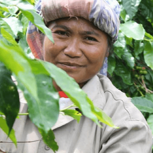 Out Of The Grey Coffee Thoughtfully Sourced | Roasted Daily | Shipping Truly Extraordinary Coffee!