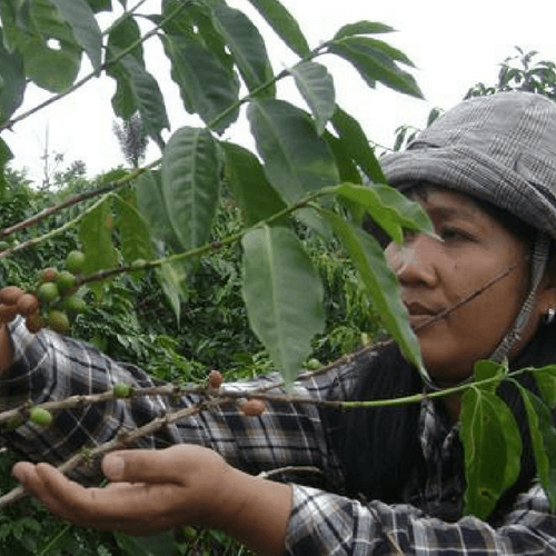 Out Of The Grey Coffee Thoughtfully Sourced | Roasted Daily | Shipping Truly Extraordinary Coffee!