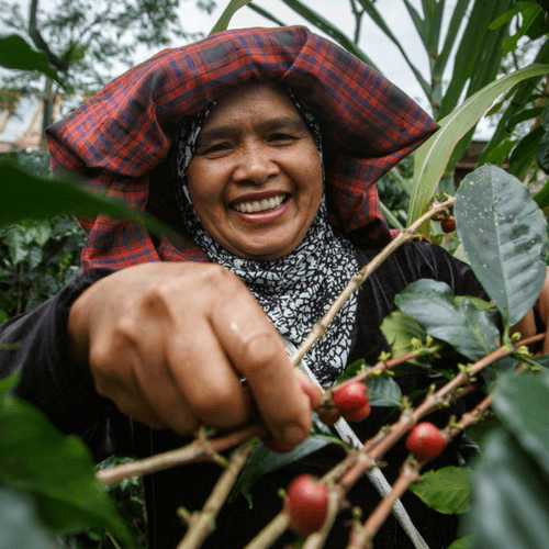 Out Of The Grey Coffee Thoughtfully Sourced | Roasted Daily | Shipping Truly Extraordinary Coffee!