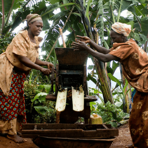 Out Of The Grey Coffee Thoughtfully Sourced | Roasted Daily | Shipping Truly Extraordinary Coffee!