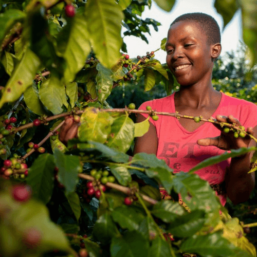 Out Of The Grey Coffee Thoughtfully Sourced | Roasted Daily | Shipping Truly Extraordinary Coffee!